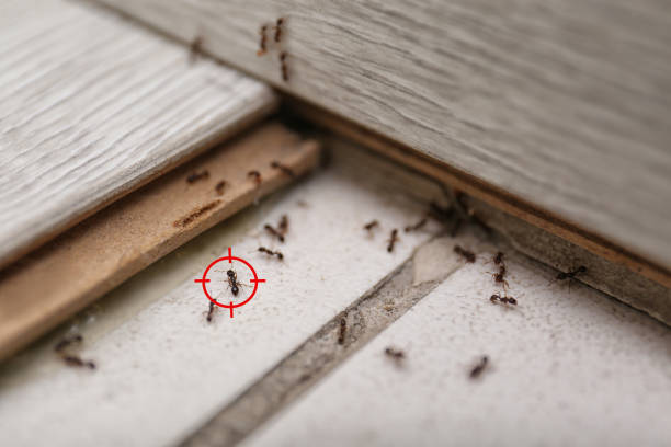 Best Wasp Removal Services  in Glen Raven, NC