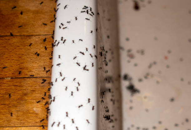 Best Commercial Pest Control Services  in Glen Raven, NC